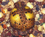Crucifix Toad (Notaden bennetti) Copyright Amphibian Research Centre. Photograph by Gerry Marantelli.