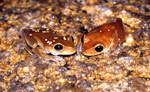 Nyctimystes dayi photographed in Tully Gorge NP, Queensland. Copyright Amphibian Research Centre. Photograph by Gerry Marantelli.