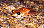 Nyctimystes dayi photographed in Tully Gorge NP, Queensland. Copyright Amphibian Research Centre. Photograph by Gerry Marantelli.