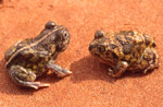 Common Spadefoot Toad (Neobatrachus sudelli) near Renmark, South Australia. Copyright Amphibian Research Centre. Photograph by Gerry Marantelli.
