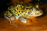 Common Spadefoot Toad (Neobatrachus sudelli) Copyright Amphibian Research Centre.