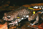 Dendy's Toadlet (Pseudophryne dendyi) Copyright Amphibian Research Centre.