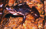 Eungella Torrent Frog (Taudactylus eungellensis) Copyright Amphibian Research Centre. Photograph by Gerry Marantelli.