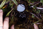 Moss Froglet (Crinia nimbus) Copyright Amphibian Research Centre. Photograph by Gerry Marantelli.