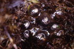 Moss Froglet (Crinia nimbus) Copyright Amphibian Research Centre. Photograph by Gerry Marantelli.