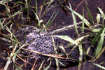 Ornate Burrowing Frog (Opisthodon ornatus) Copyright Amphibian Research Centre. Photograph by Gerry Marantelli.
