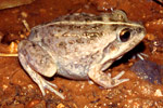 Rough Frog (Cyclorana verrucosa) Copyright Amphibian Research Centre. Photograph by Gerry Marantelli.