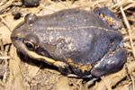 Northern Banjo Frog (Limnodynastes terraereginae) Copyright Amphibian Research Centre. Photograph by Gerry Marantelli.