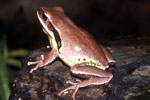 Green-thighed Frog (Litoria brevipalmata) Copyright Amphibian Research Centre. Photograph by Gerry Marantelli.