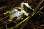 Verreaux's Tree Frog (Litoria verreauxi) Copyright Amphibian Research Centre. Photograph by Gerry Marantelli.