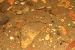 Southern Barred Frog (Mixophyes balbus) Copyright Amphibian Research Centre. Photograph by Gerry Marantelli.