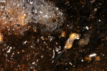 Baw Baw Frog (Philoria frosti) Copyright Amphibian Research Centre. Photograph by Gerry Marantelli.
