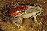 Eastern Common Froglet (Crinia signifera) Copyright Julian Bentley. Photograph by Julian Bentley.