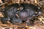 Southern Smooth Froglet (Geocrinia laevis) Copyright Julian Bentley. Photograph by Julian Bentley.