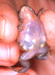 Roseate Froglet (Geocrinia rosea) Copyright Julian Bentley. Photograph by Julian Bentley.