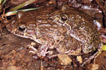 Marbled Frog (Limnodynastes convexiusculus) Copyright Julian Bentley. Photograph by Julian Bentley.