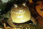 Eastern Banjo Frog (Limnodynastes dumerili) Copyright Julian Bentley. Photograph by Julian Bentley.