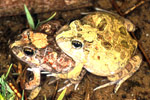 Ornate Burrowing Frog (Opisthodon ornatus) Copyright Julian Bentley. Photograph by Julian Bentley.