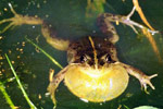 Spotted Marsh Frog (Limnodynastes tasmaniensis) Copyright Julian Bentley. Photograph by Julian Bentley.
