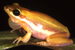 Northern Dwarf Tree Frog (Litoria bicolor) Copyright Julian Bentley. Photograph by Julian Bentley.