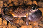 Electric Tree Frog (Litoria electrica) Copyright Julian Bentley. Photograph by Julian Bentley.