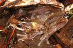 Southern Brown Tree Frog (Litoria ewingi) Copyright Julian Bentley. Photograph by Julian Bentley.
