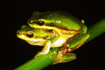 Eastern Dwarf Tree Frog (Litoria fallax) Copyright Julian Bentley. Photograph by Julian Bentley.