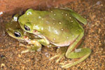 Centralian Tree Frog (Litoria gilleni) Copyright Julian Bentley. Photograph by Julian Bentley.