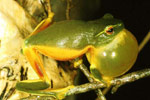 Dainty Tree Frog (Litoria gracilenta) Copyright Julian Bentley. Photograph by Julian Bentley.
