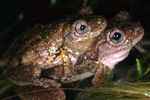 Peron's Tree Frog (Litoria peroni) Copyright Julian Bentley. Photograph by Julian Bentley.