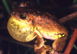 Tyler's Tree Frog (Litoria tyleri) Copyright Julian Bentley. Photograph by Julian Bentley.
