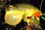 Orange-thighed Frog (Litoria xanthomera) Copyright Julian Bentley. Photograph by Julian Bentley.