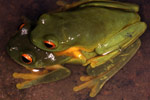 Orange-thighed Frog (Litoria xanthomera) Copyright Julian Bentley. Photograph by Julian Bentley.