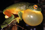 Orange-thighed Frog (Litoria xanthomera) Copyright Julian Bentley. Photograph by Julian Bentley.