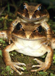 Great Barred Frog (Mixophyes fasciolatus) Copyright Julian Bentley. Photograph by Julian Bentley.