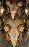 Giant Barred Frog (Mixophyes iteratus) Copyright Julian Bentley. Photograph by Julian Bentley.