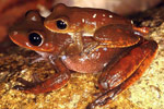 Day's Frog (Nyctimystes dayi) Copyright Julian Bentley. Photograph by Julian Bentley.