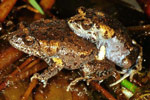 Tyler's Toadlet (Uperoleia tyleri) Copyright Julian Bentley. Photograph by Julian Bentley.
