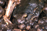 Southern Smooth Froglet (Geocrinia laevis) Copyright Julian Bentley. Photograph by Julian Bentley.