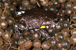 Dendy's Toadlet (Pseudophryne dendyi) Copyright Julian Bentley. Photograph by Julian Bentley.