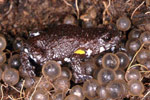 Dendy's Toadlet (Pseudophryne dendyi) Copyright Julian Bentley. Photograph by Julian Bentley.