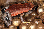 Copper-backed Brood Frog (Pseudophryne raveni) Copyright Julian Bentley. Photograph by Julian Bentley.