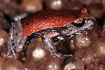 Copper-backed Brood Frog (Pseudophryne raveni) Copyright Julian Bentley. Photograph by Julian Bentley.