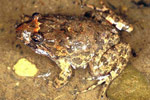 Tusked Frog (Adelotus brevis) Copyright Julian Bentley. Photograph by Julian Bentley.