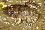Tusked Frog (Adelotus brevis) Copyright Julian Bentley. Photograph by Julian Bentley.