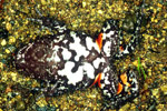 Tusked Frog (Adelotus brevis) Copyright Julian Bentley. Photograph by Julian Bentley.