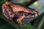 Northern Territory Frog (Austrochaperina adelphe) Copyright Julian Bentley. Photograph by Julian Bentley.