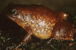 Fry's Frog (Austrochaperina fryi) Copyright Julian Bentley. Photograph by Julian Bentley.