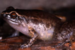 Rain Frog (Austrochaperina pluvialis) Copyright Julian Bentley. Photograph by Julian Bentley.