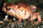 Buzzing Nursery Frog (Cophixalus bombiens) Copyright Julian Bentley. Photograph by Julian Bentley.